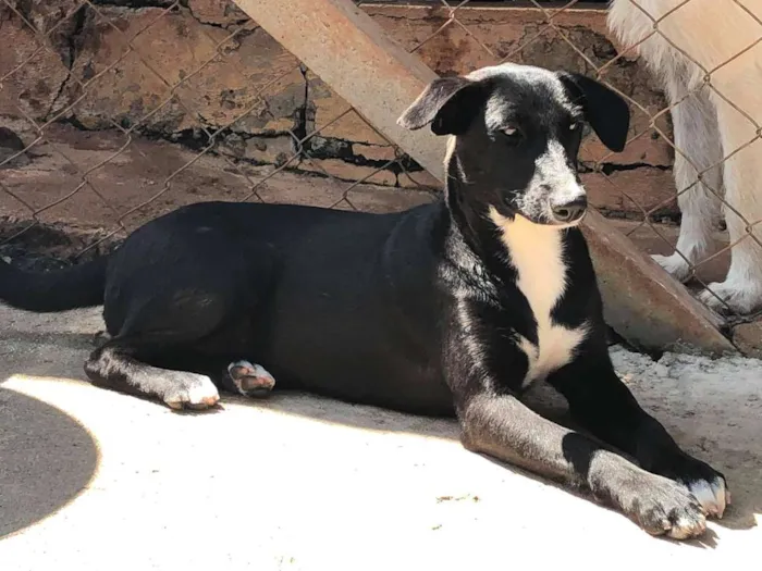Cachorro raça SRD-ViraLata idade 7 a 11 meses nome Rosinha