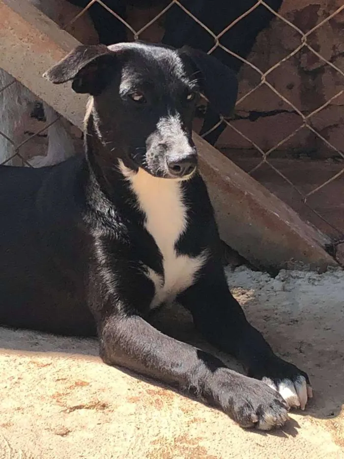 Cachorro raça SRD-ViraLata idade 7 a 11 meses nome Rosinha