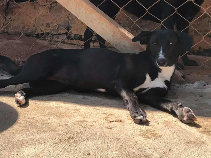 Cachorro raça SRD-ViraLata idade 7 a 11 meses nome Rosinha