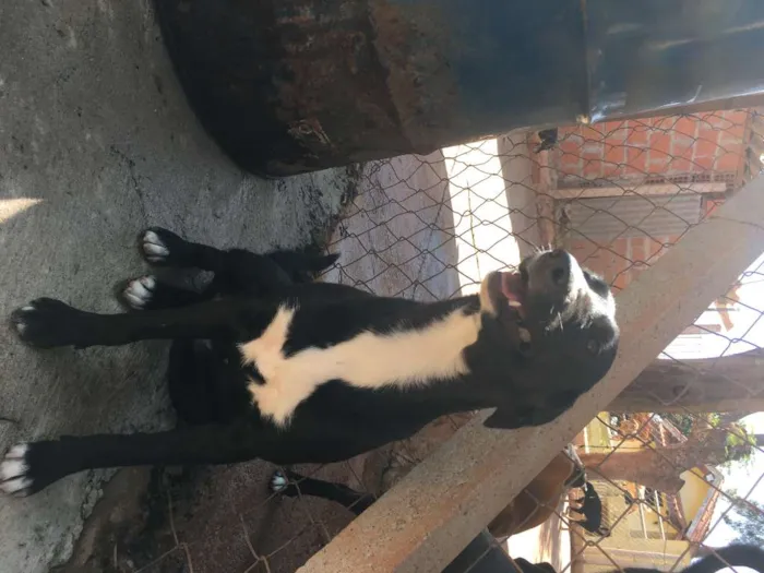 Cachorro raça SRD-ViraLata idade 7 a 11 meses nome Rosinha