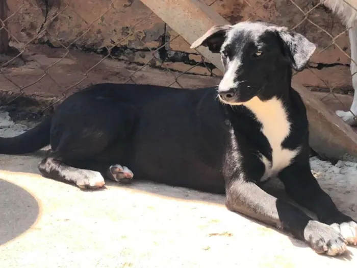 Cachorro raça SRD-ViraLata idade 7 a 11 meses nome Rosinha