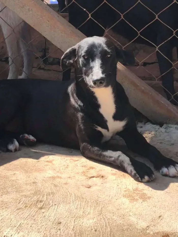 Cachorro raça SRD-ViraLata idade 7 a 11 meses nome Rosinha