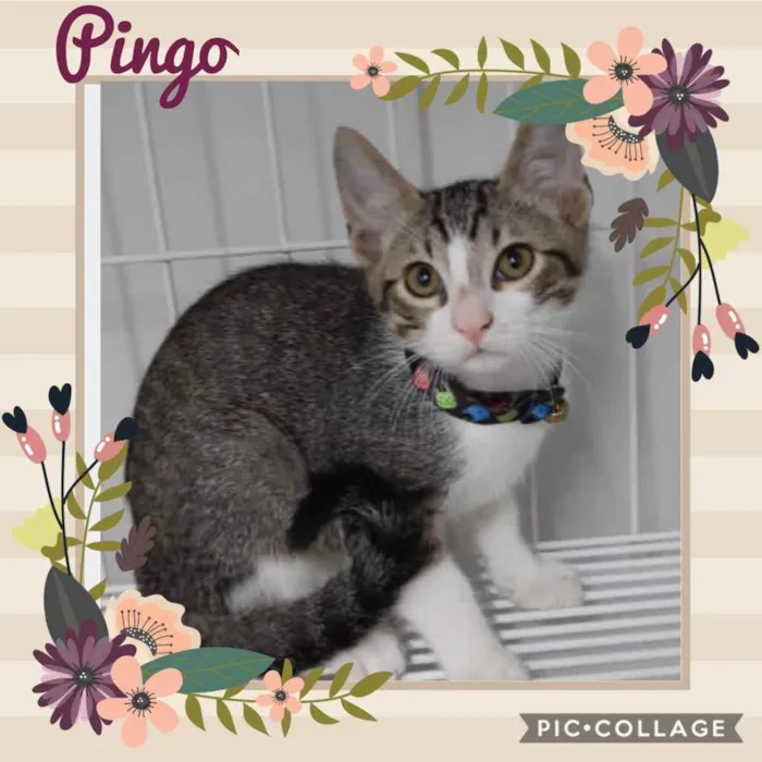 Gato raça Srd idade 2 a 6 meses nome Pingo