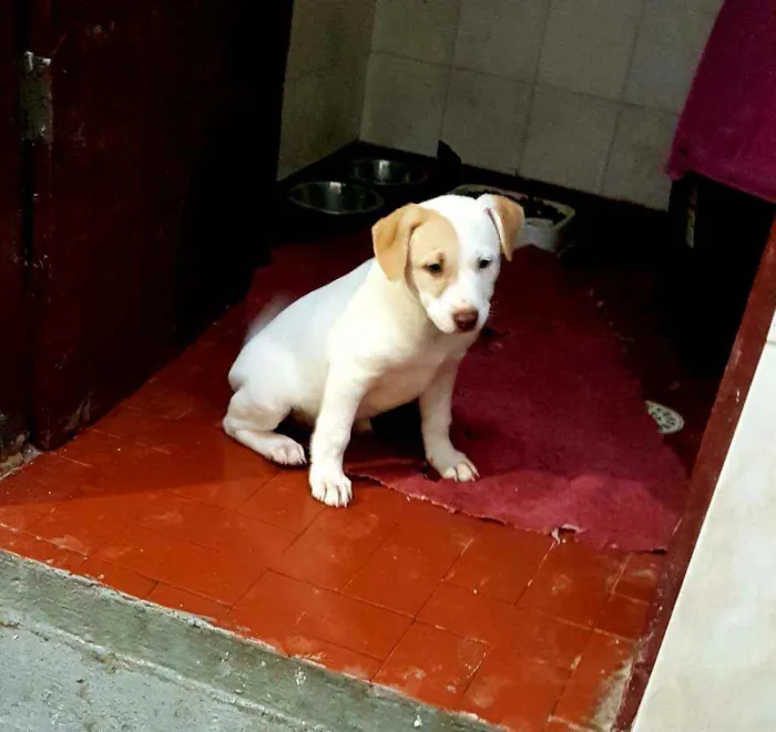 Cachorro ra a SRD  idade 2 a 6 meses nome SHAY