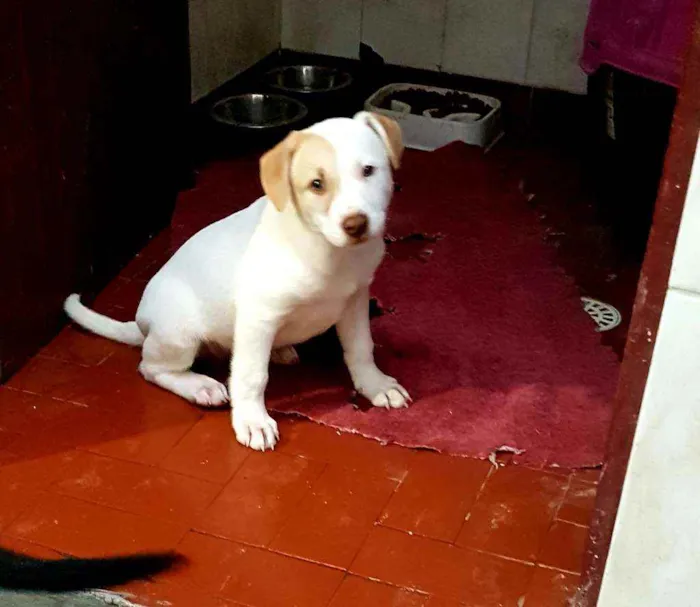 Cachorro ra a SRD  idade 2 a 6 meses nome SHAY