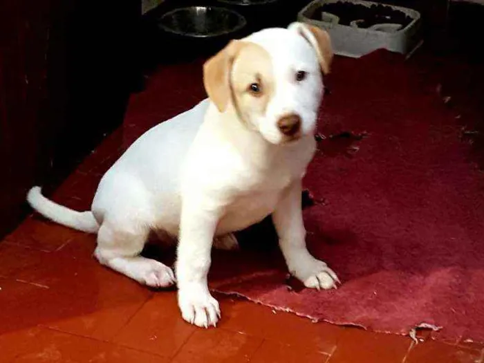 Cachorro ra a SRD  idade 2 a 6 meses nome SHAY