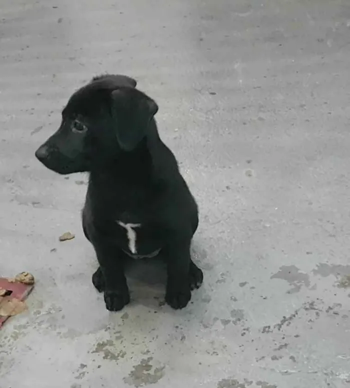 Cachorro ra a SRD  idade 2 a 6 meses nome Maya