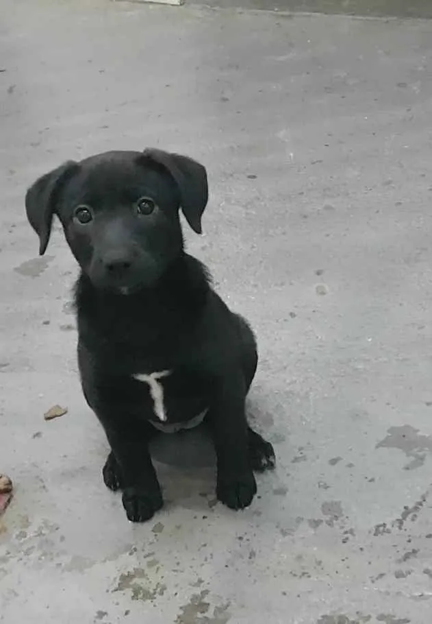 Cachorro ra a SRD  idade 2 a 6 meses nome Maya