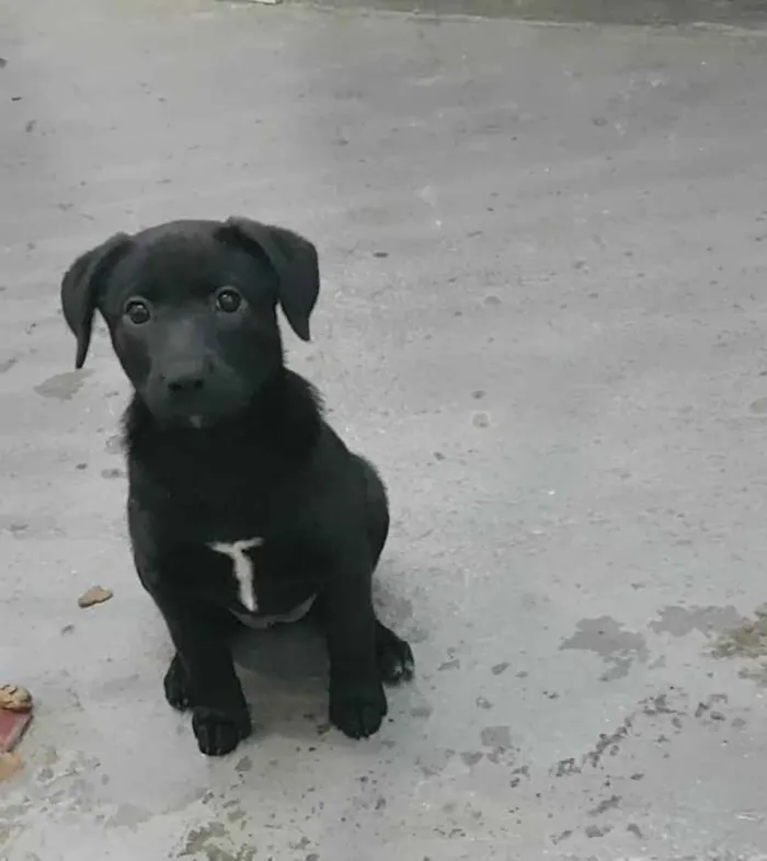 Cachorro ra a SRD  idade 2 a 6 meses nome Maya