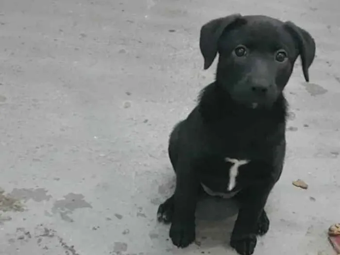 Cachorro ra a SRD  idade 2 a 6 meses nome Maya