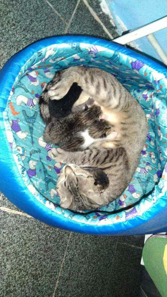 Gato ra a Mestiça idade Abaixo de 2 meses nome Sem nome