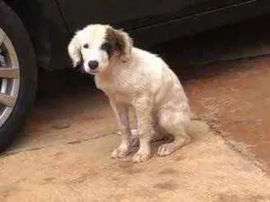 Cachorro raça Vira lata  idade 2 a 6 meses nome Sem nome 