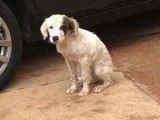 Cachorro ra a Vira lata  idade 2 a 6 meses nome Sem nome 