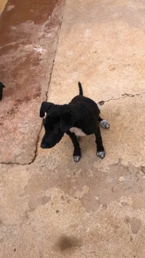 Cachorro raça Vira lata  idade 2 a 6 meses nome Sem nome 