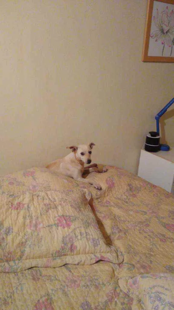 Cachorro ra a SRD idade 1 ano nome Branquinha