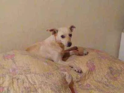 Cachorro ra a SRD idade 1 ano nome Branquinha