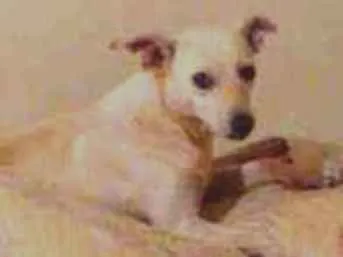 Cachorro ra a SRD idade 1 ano nome Branquinha