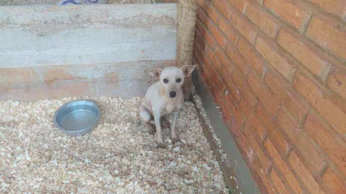 Cachorro ra a SRD idade 1 ano nome Branquinha