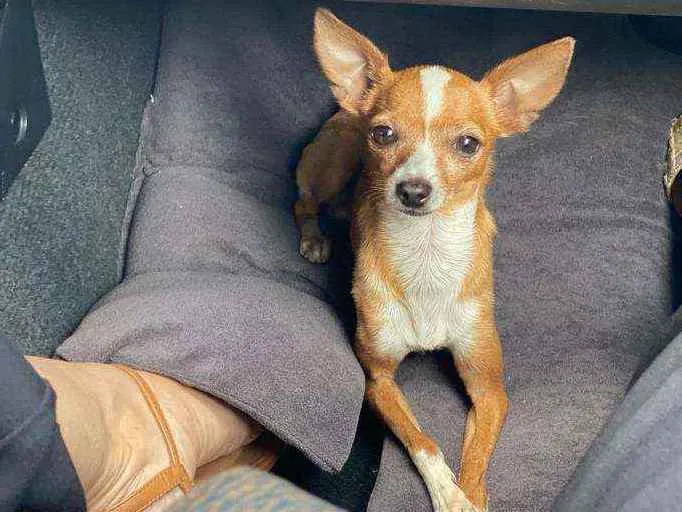 Cachorro ra a Pinscher  idade 3 anos nome Pipo