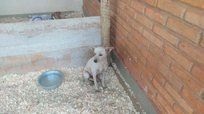 Cachorro ra a SRD idade 1 ano nome Branquinha