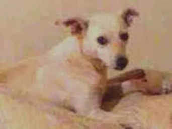 Cachorro ra a SRD idade 1 ano nome Branquinha
