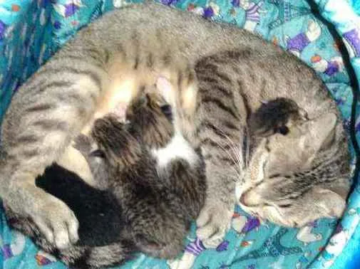 Gato ra a Mestiça idade Abaixo de 2 meses nome Sem nome