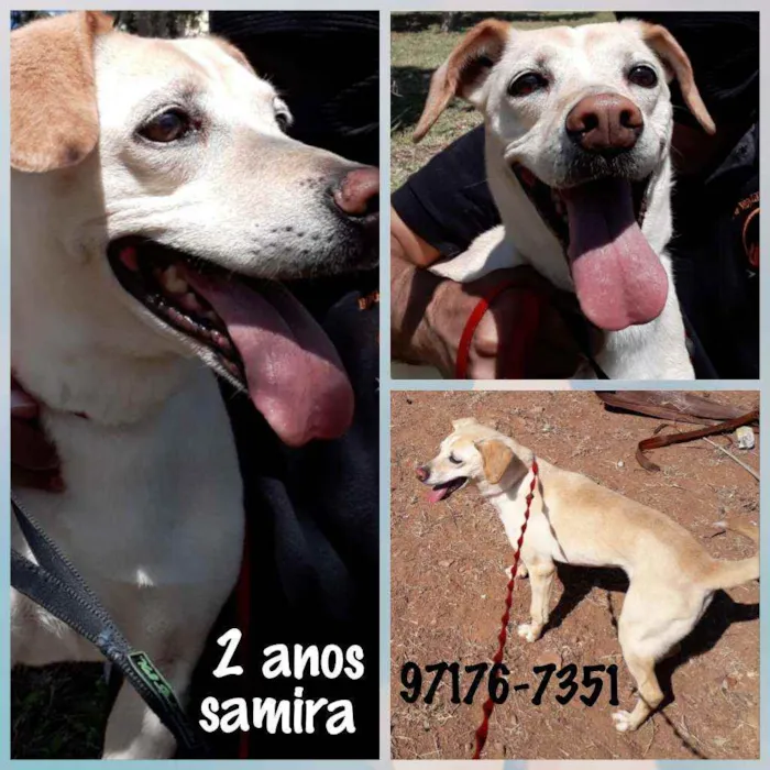 Cachorro ra a Sem raça  idade 2 anos nome Samira