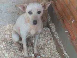 Cachorro raça SRD idade 1 ano nome Branquinha