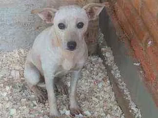 Cachorro ra a SRD idade 1 ano nome Branquinha