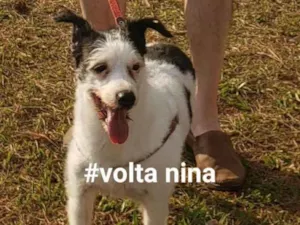 Cachorro raça Vira lata idade 6 ou mais anos nome Nina