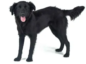 Cachorro raça SRD-ViraLata idade 7 a 11 meses nome Luci