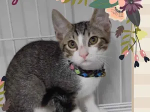 Gato raça Srd idade 2 a 6 meses nome Pingo