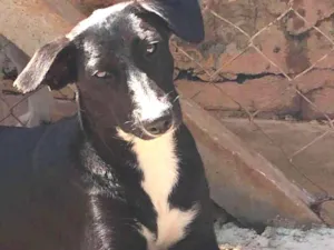 Cachorro raça SRD-ViraLata idade 7 a 11 meses nome Rosinha