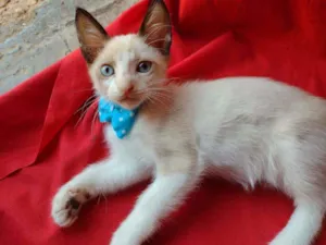 Gato raça Siames misturado idade 2 a 6 meses nome Fofito