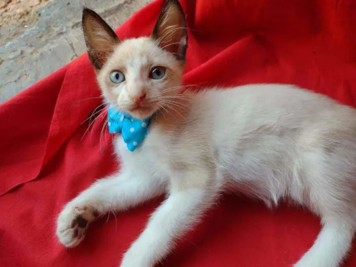 Gato ra a Siames misturado idade 2 a 6 meses nome Fofito