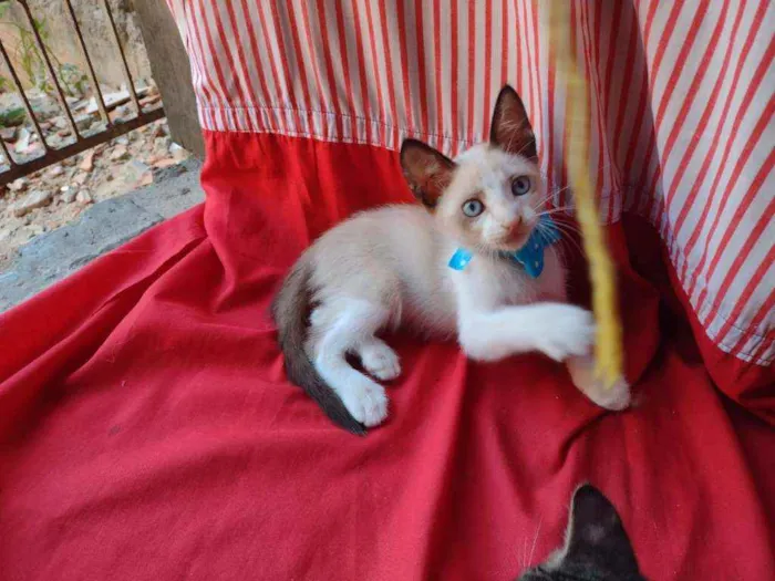 Gato ra a Siames misturado idade 2 a 6 meses nome Fofito