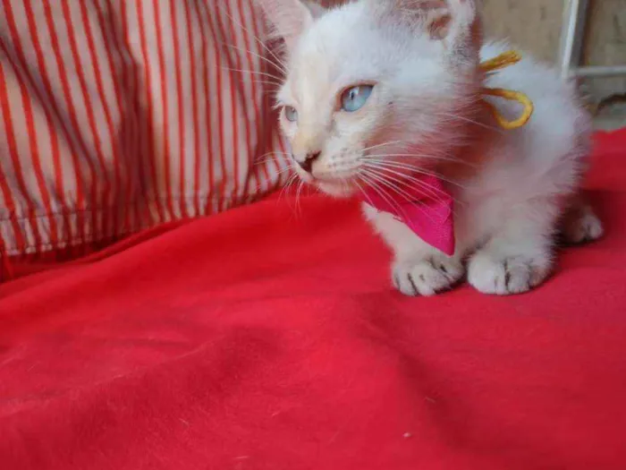 Gato ra a Comum idade 2 a 6 meses nome Princesa