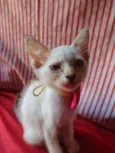Princesa