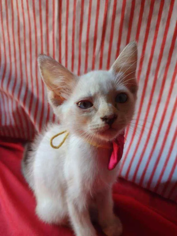 Gato ra a Comum idade 2 a 6 meses nome Princesa