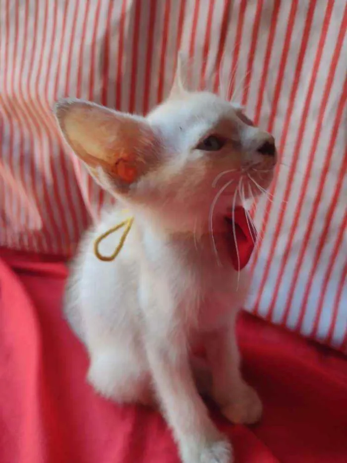 Gato ra a Comum idade 2 a 6 meses nome Princesa