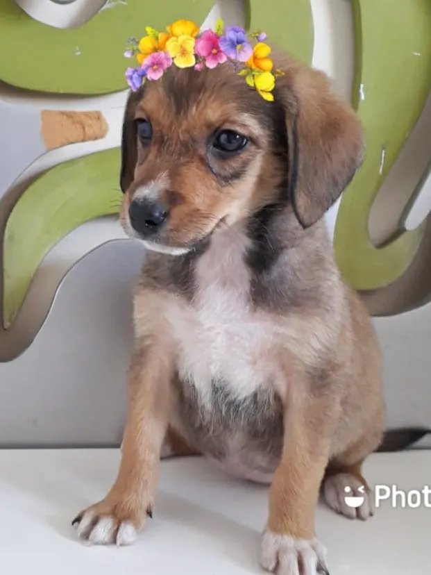 Cachorro raça SRD-ViraLata idade 2 a 6 meses nome LUNA