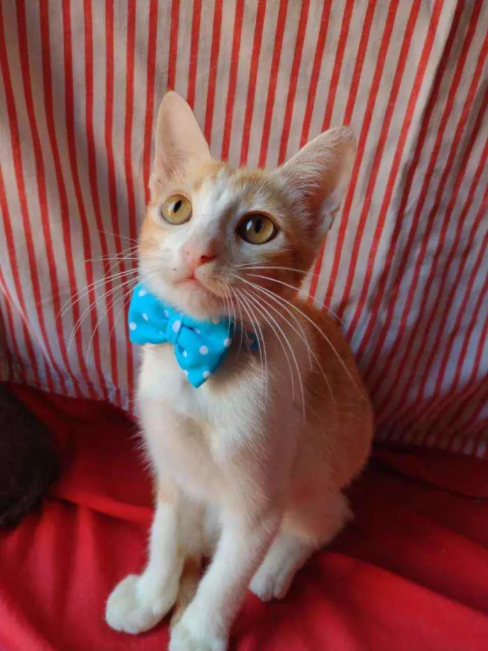 Gato ra a Diferente idade 2 a 6 meses nome Leon