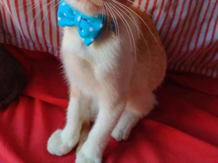 Gato ra a Diferente idade 2 a 6 meses nome Leon