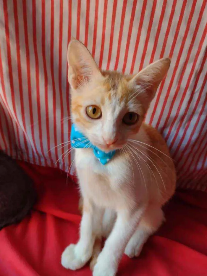 Gato ra a Diferente idade 2 a 6 meses nome Leon