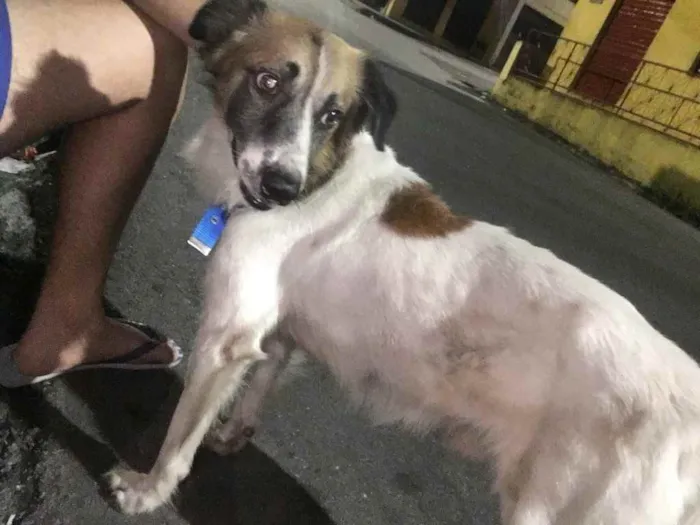 Cachorro ra a Sem raça  idade 2 anos nome Bob