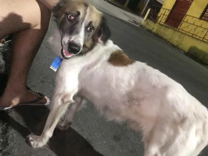 Cachorro ra a Sem raça  idade 2 anos nome Bob