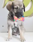 THEO