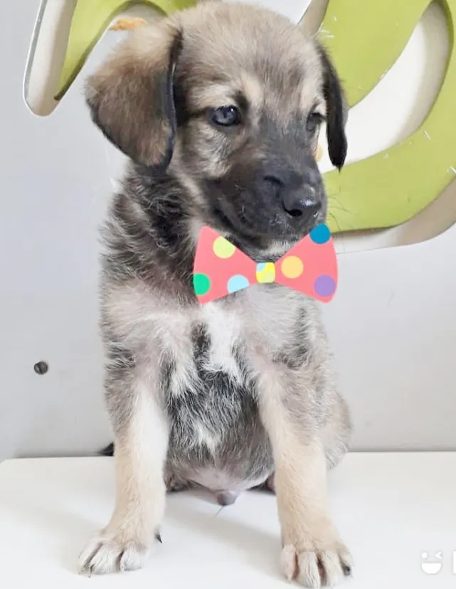 Cachorro ra a SRD-ViraLata idade 2 a 6 meses nome THEO