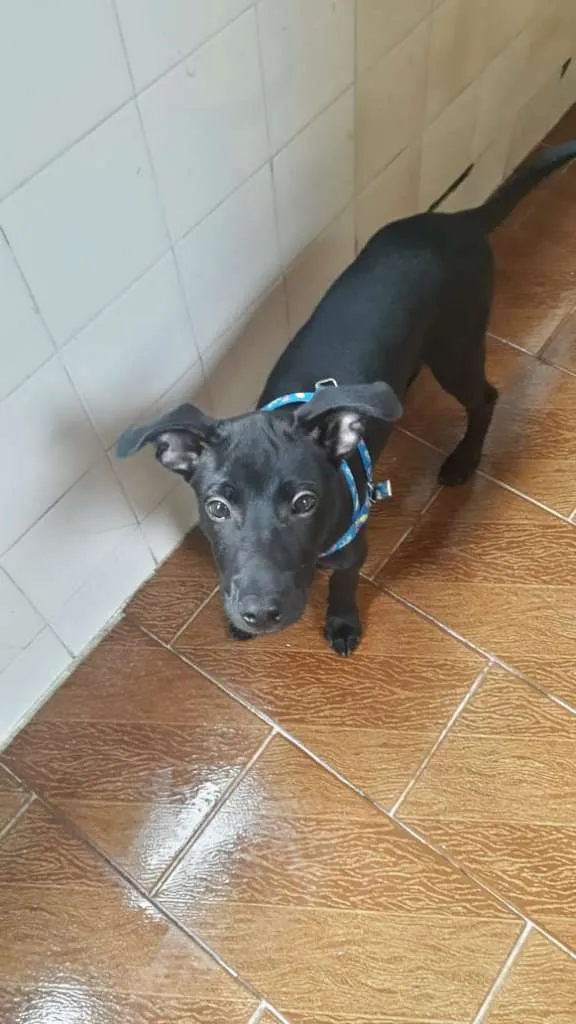 Cachorro raça SRD-ViraLata idade 2 a 6 meses nome CHOCO