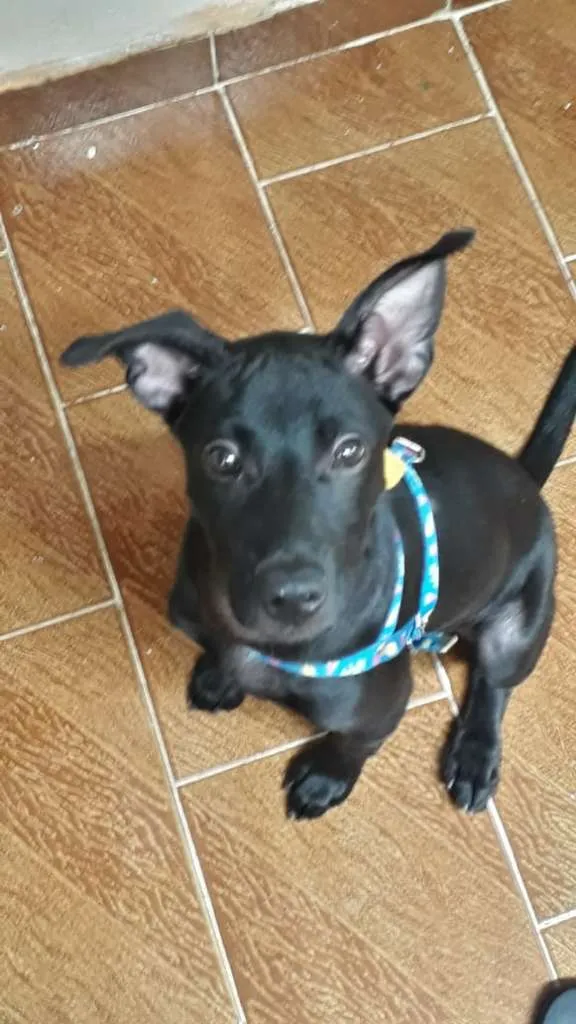Cachorro raça SRD-ViraLata idade 2 a 6 meses nome CHOCO